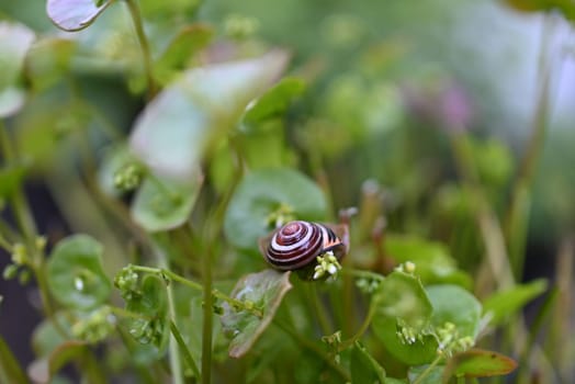 Housing snail on green purslane stalk in the bed