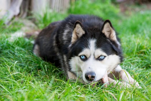 Black and white Siberian husky eats bone on meadow. Dog breed Siberian Husky on the green grass.