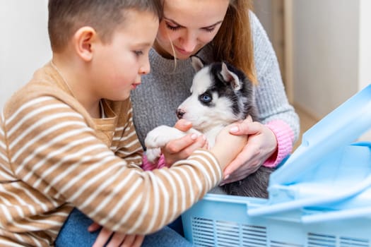 A little boy and his mother get out puppy from box at home. New family member