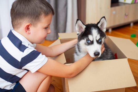 Kid gets out husky puppy from cardboard box at home. Child has birthday present.