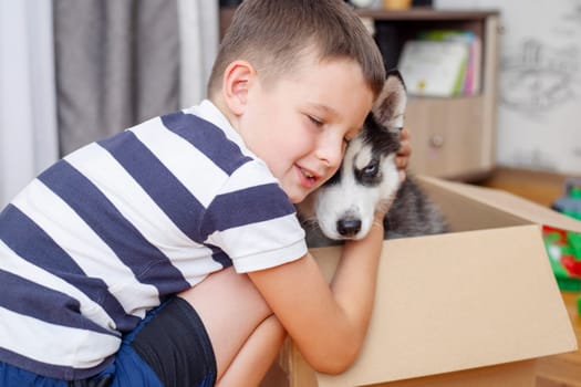 Kid gets out husky puppy from cardboard box at home. Child has birthday present.