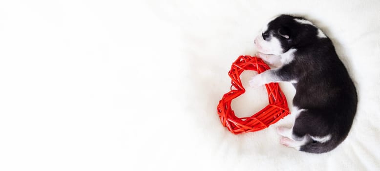 A fluffy husky puppy lies on a white blanket with red heart in its paws. Stretched panoramic image for banner
