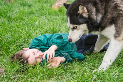 Boy playing with his dog. Happy child plays with siberian husky dog. Active children concept.