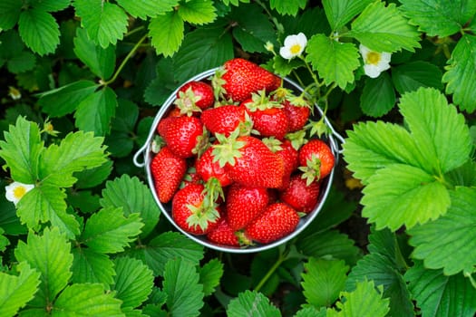 Bucket of freshly picked strawberries in summer garden. Strawberry berries in a bucket on a strawberry bed