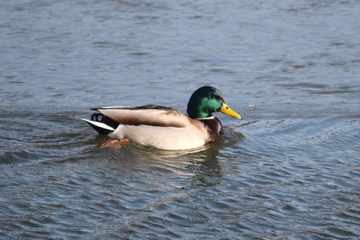 Duck with open wings on a pond. Duck flying over a pond. Duck with open wings. Wild duck. Wild Fauna