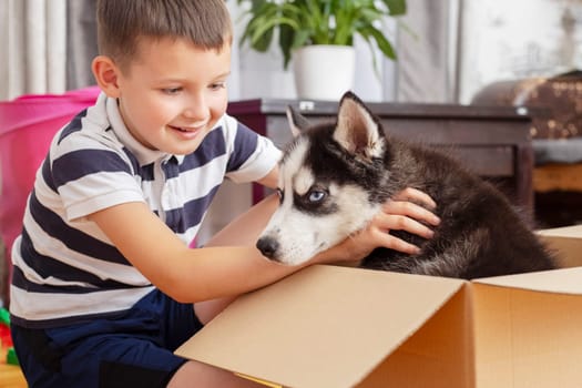 Kid gets out husky puppy from cardboard box at home. Child has birthday present.