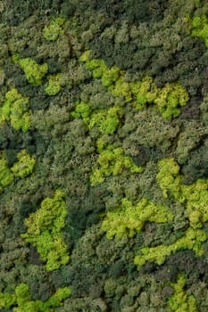 close up view of a canvas made of natural moss of different colors, high resolution. High quality photo