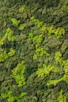 close up view of a canvas made of natural moss of different colors, high resolution. High quality photo