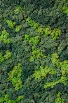 close up view of a canvas made of natural moss of different colors, high resolution. High quality photo