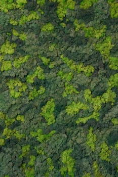 close up view of a canvas made of natural moss of different colors, high resolution. High quality photo