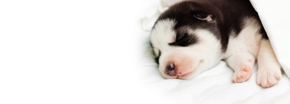 A fluffy husky puppy sleeps under white blanket on a bed at home. Empty space for text.