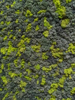 close up view of a canvas made of natural moss of different colors, high resolution. High quality photo