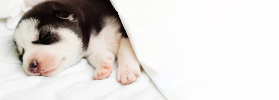 A fluffy husky puppy sleeps under white blanket on a bed at home. Empty space for text.