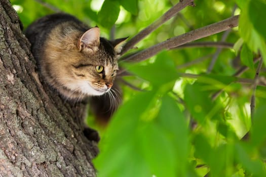 Close-up shot of beautiful gray cat sitting on a tree branch.