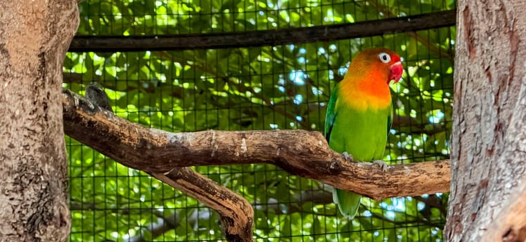 lovebirds are perched on a tree branch. This bird which is used as a symbol of true love has the scientific name Agapornis fischeri, domestic birds