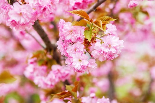 Sakura. Cherry blossoms japan. Pink spring blossom background. Beautiful branches of pink cherry trees