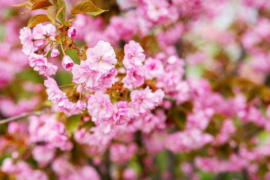 Sakura. Cherry blossoms japan. Pink spring blossom background. Beautiful branches of pink cherry trees