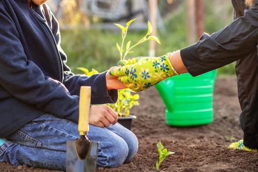 A boy helps his mother plant vegetable seedling while working together in the garden. Planting seedlings in open ground. Gardening concept, springtime