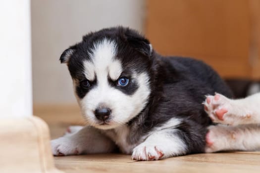 Black and white husky puppies resting on the floor in a house or apartment. Pets indoors