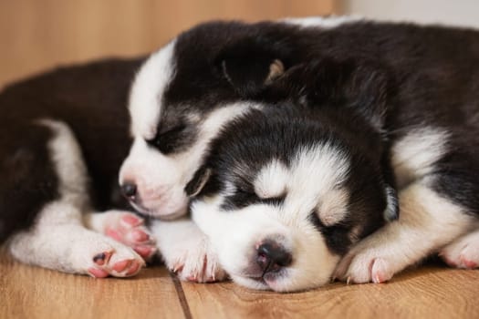 Black and white husky puppies resting on the floor in a house or apartment. Pets indoors