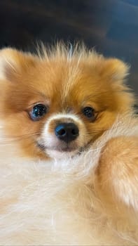 Pomeranian Spitz dog cute lovely pose smiling fluffy Pomerania spitz with rounded face, very happy good for background content close up photo