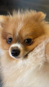 Pomeranian Spitz dog cute lovely pose smiling fluffy Pomerania spitz with rounded face, very happy good for background content close up photo