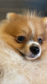 Pomeranian Spitz dog cute lovely pose smiling fluffy Pomerania spitz with rounded face, very happy good for background content close up photo