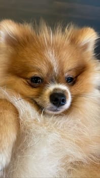 Pomeranian Spitz dog cute lovely pose smiling fluffy Pomerania spitz with rounded face, very happy good for background content close up photo