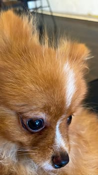 Pomeranian Spitz dog cute lovely pose smiling fluffy Pomerania spitz with rounded face, very happy good for background content close up photo