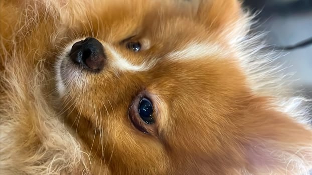 Pomeranian Spitz dog cute lovely pose smiling fluffy Pomerania spitz with rounded face, very happy good for background content close up photo