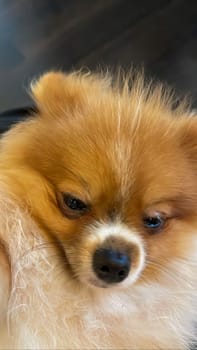 Pomeranian Spitz dog cute lovely pose smiling fluffy Pomerania spitz with rounded face, very happy good for background content close up photo