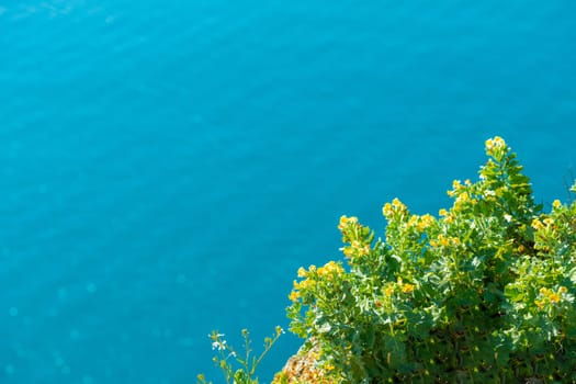 Yellow spring flowers with the sea in the background on a sunny spring day