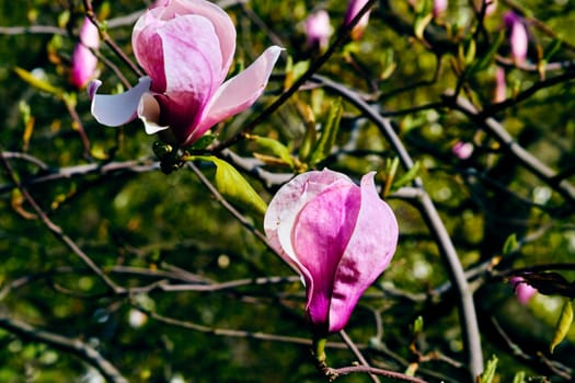 a tree or shrub with large, typically creamy-pink, waxy flowers. Magnolias are widely grown as ornamental trees
