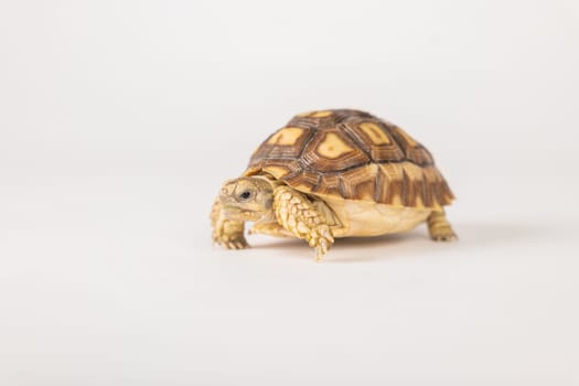 African spurred tortoise, or sulcata tortoise, is showcased in this isolated portrait against a white background. Its unique design and cute features exemplify the beauty of nature.