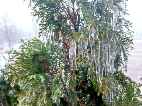 Very long icicles on evergreen thuja branches close-up. Icicles from water ice on leaves of bush tree on winter day. Frozen branches. ice-covered coniferous plant. Nature background. Natural backdrop