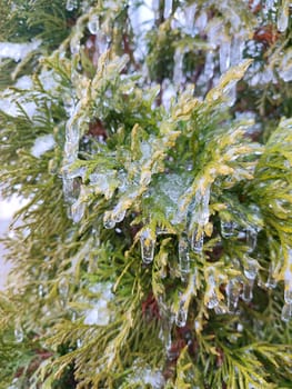 Very long icicles on evergreen thuja branches close-up. Icicles from water ice on leaves of bush tree on winter day. Frozen branches. ice-covered coniferous plant. Nature background. Natural backdrop