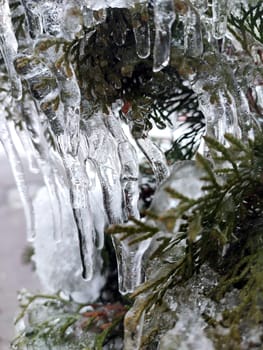 Very long icicles on evergreen thuja branches close-up. Icicles from water ice on leaves of bush tree on winter day. Frozen branches. ice-covered coniferous plant. Nature background. Natural backdrop