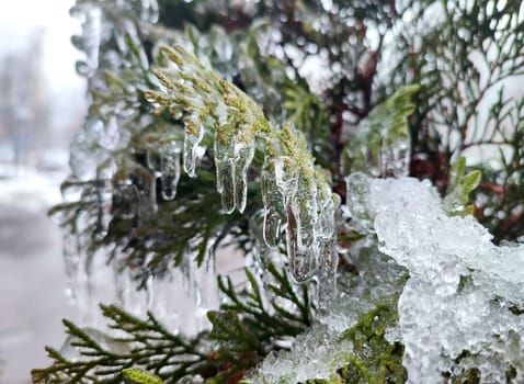 Very long icicles on evergreen thuja branches close-up. Icicles from water ice on leaves of bush tree on winter day. Frozen branches. ice-covered coniferous plant. Nature background. Natural backdrop