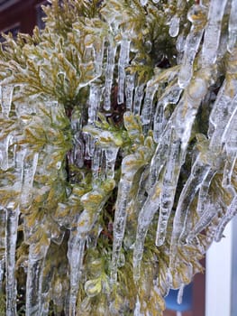 Very long icicles on evergreen thuja branches close-up. Icicles from water ice on leaves of bush tree on winter day. Frozen branches. ice-covered coniferous plant. Nature background. Natural backdrop