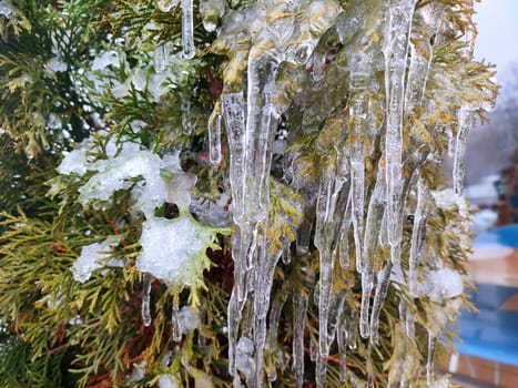 Very long icicles on evergreen thuja branches close-up. Icicles from water ice on leaves of bush tree on winter day. Frozen branches. ice-covered coniferous plant. Nature background. Natural backdrop