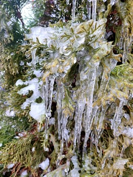 Very long icicles on evergreen thuja branches close-up. Icicles from water ice on leaves of bush tree on winter day. Frozen branches. ice-covered coniferous plant. Nature background. Natural backdrop