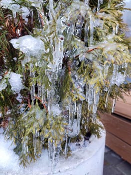 Very long icicles on evergreen thuja branches close-up. Icicles from water ice on leaves of bush tree on winter day. Frozen branches. ice-covered coniferous plant. Nature background. Natural backdrop