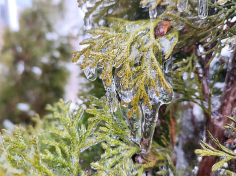 Very long icicles on evergreen thuja branches close-up. Icicles from water ice on leaves of bush tree on winter day. Frozen branches. ice-covered coniferous plant. Nature background. Natural backdrop