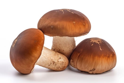 Forest porcini mushrooms. Nature forest food. Generate Ai