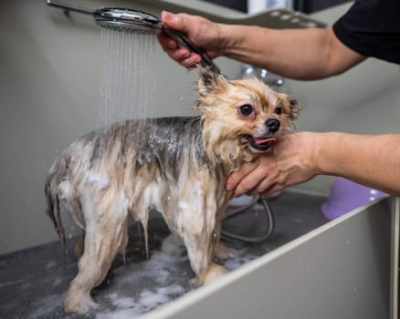 A woman showers a cute Pomeranian dog in a grooming salon