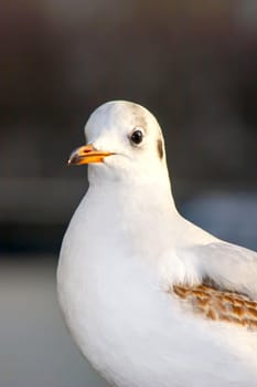 Seagull bird or seabird standing feet on the thames river bank in London, Close up view of white gray bird seagull, Wild seagull portrait on natural background, Sea gull bird animal closeup isolated