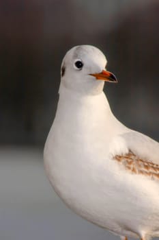 Seagull bird or seabird standing feet on the thames river bank in London, Close up view of white gray bird seagull, Wild seagull portrait on natural background, Sea gull bird animal closeup isolated