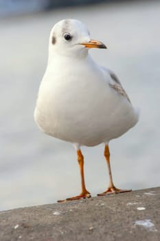 Seagull bird or seabird standing feet on the thames river bank in London, Close up view of white gray bird seagull, Wild seagull portrait on natural background, Sea gull bird animal closeup isolated