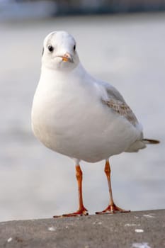 Seagull bird or seabird standing feet on the thames river bank in London, Close up view of white gray bird seagull, Wild seagull portrait on natural background, Sea gull bird animal closeup isolated