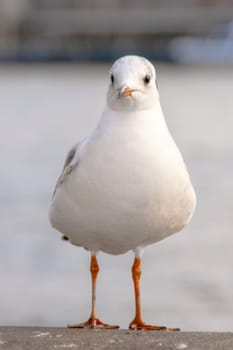 Seagull bird or seabird standing feet on the thames river bank in London, Close up view of white gray bird seagull, Wild seagull portrait on natural background, Sea gull bird animal closeup isolated